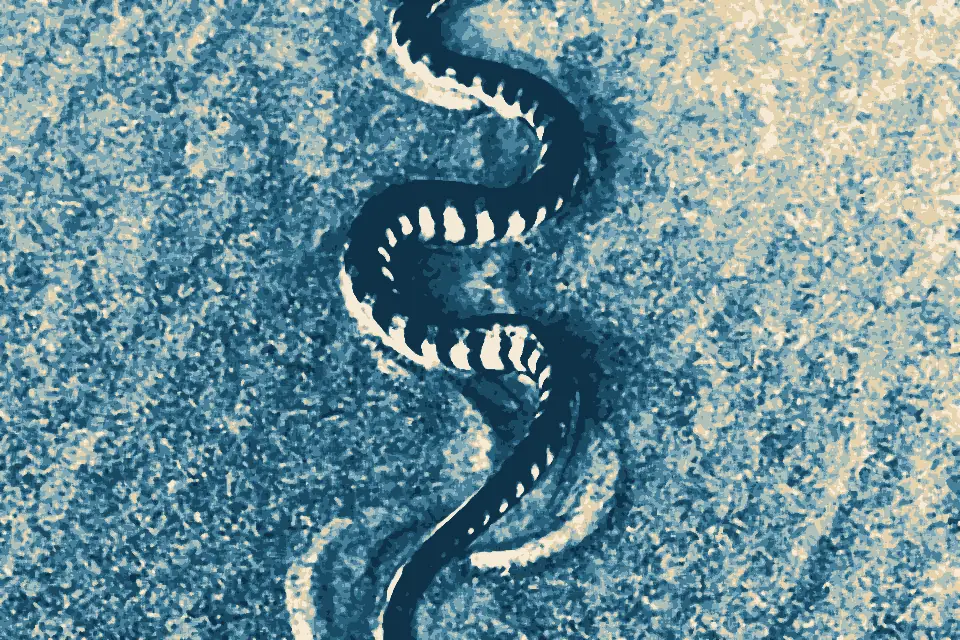 Arossim Beach: HookNosedSeaSnake ArossimBeach Goa India cropped