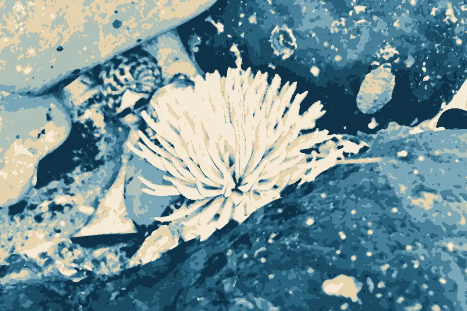 Bar Beach: Feather duster worm at Bar Beach, Merimbula