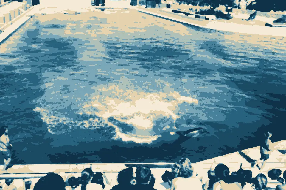 King's Beach: Bayworld-dolphins-001