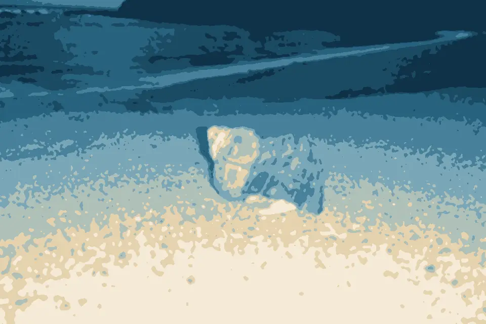 Marakkalagoda: "Hermit Crabs"