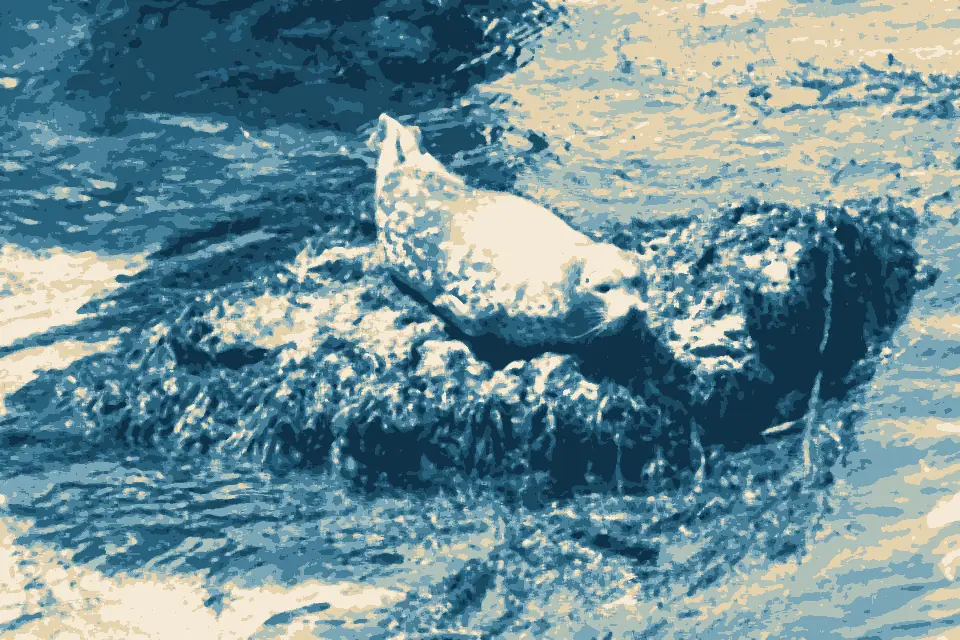 Monastery Beach: Phoca vitulina (Habor Seal), Point Lobos, CA, US - Diliff