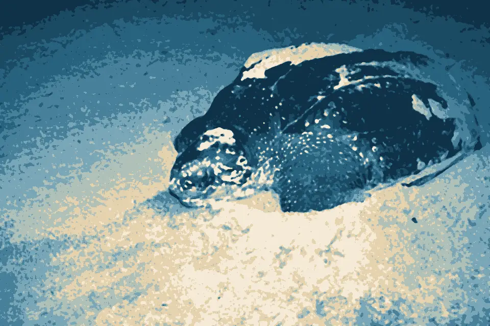 Plage des Hattes: Leatherback Sea Turtle (Dermochelys coriacea) (10629234684)