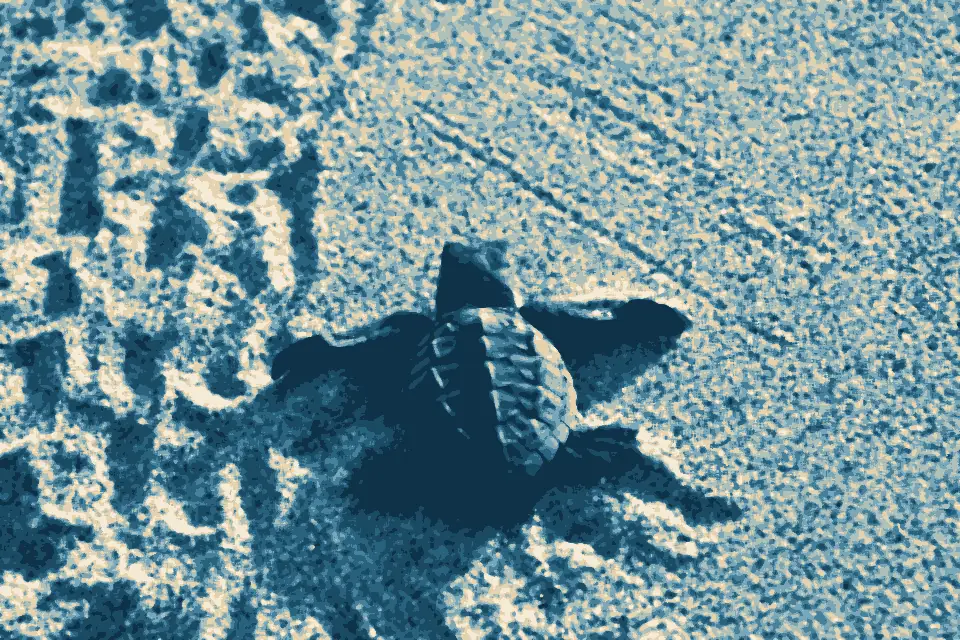 Playa Bachoco: Lepidochelys olivacea Puerto Escondido (1)