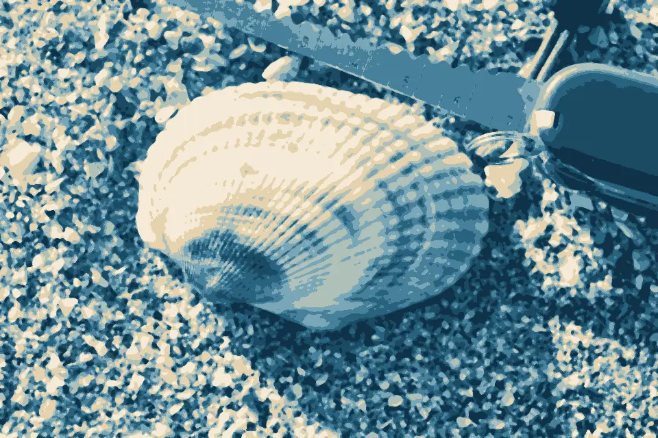 Playa Bruja: Anadara tuberculosa 543702130