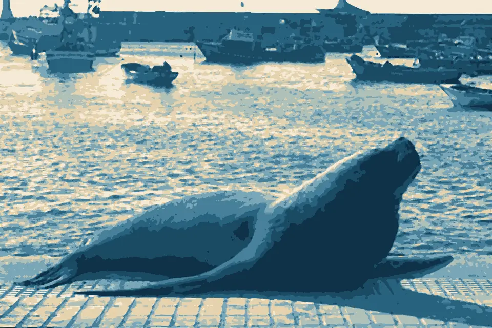 Playa Paraíso: Terminal Pesquero and Seal