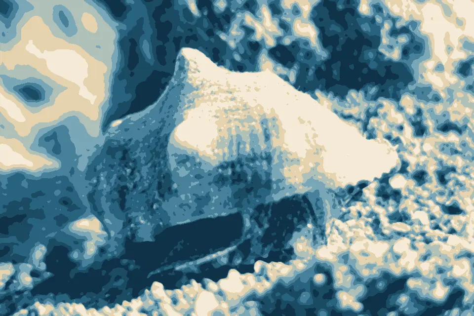 Playa Torrecillas Pinones: Vasula deltoidea