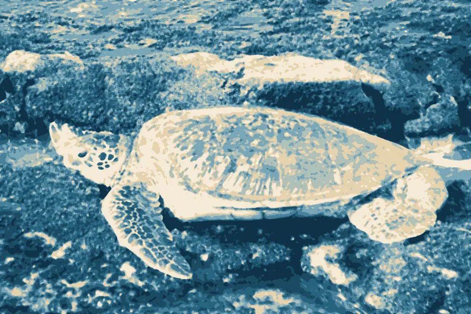 Pōhakukāʻanapali: Sea Turtle.Maui. (11106650976)
