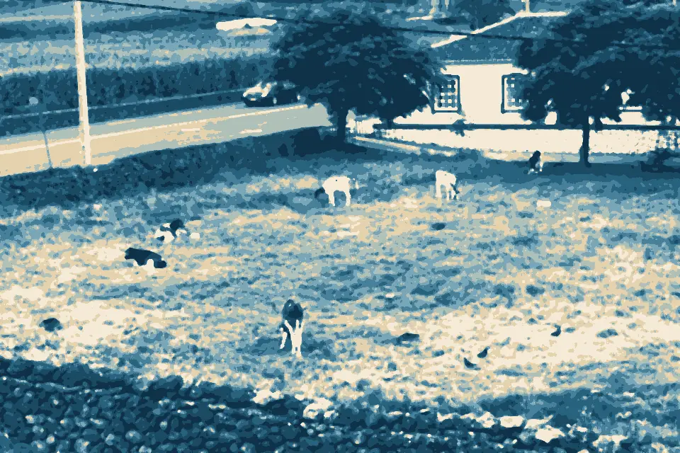 Praia da Riviera: Azores Veal Farm