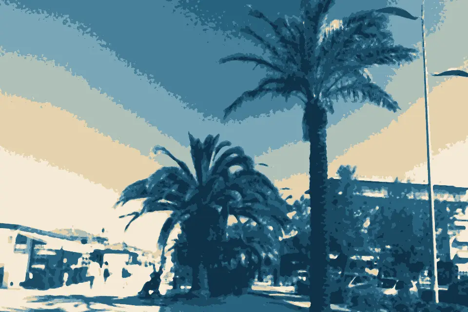 Spiaggia Lido di Camaiore: Palme Phoenix passeggiata Lido di Camaiore