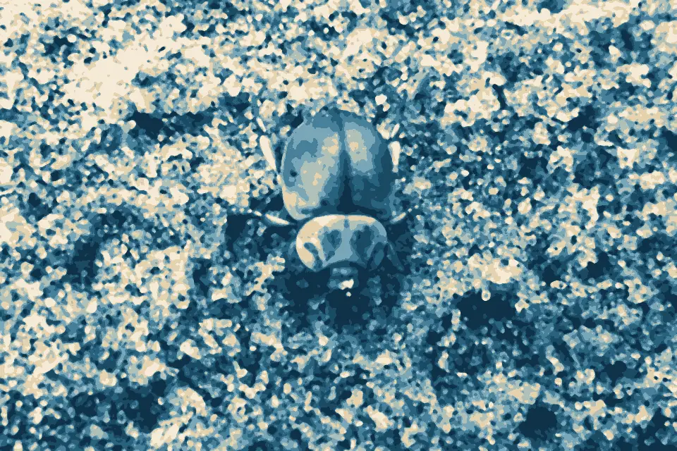 Tomahawk Beach: Seaweekdarklingbeetle-stevekerr-ccby