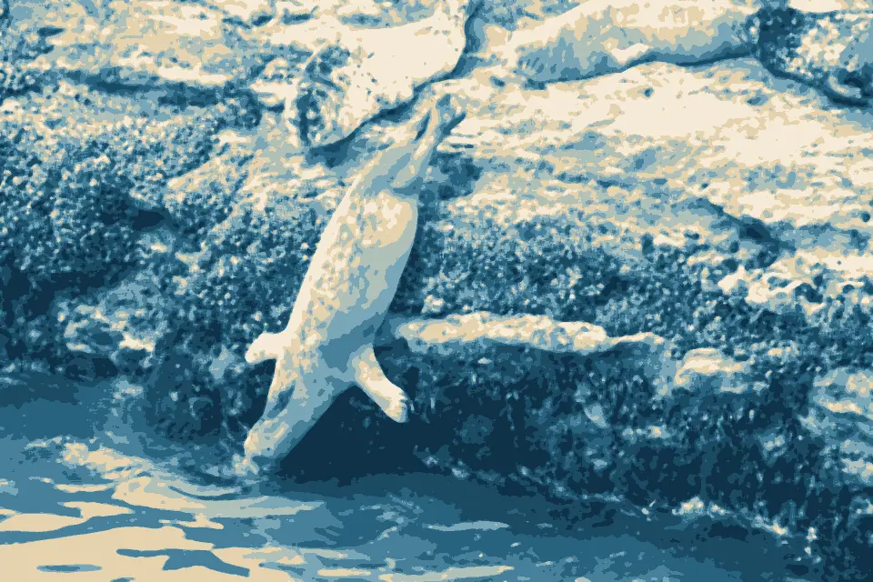 Wilder Beach: Harbor Seal Sliding Down into the Water (14518766398)